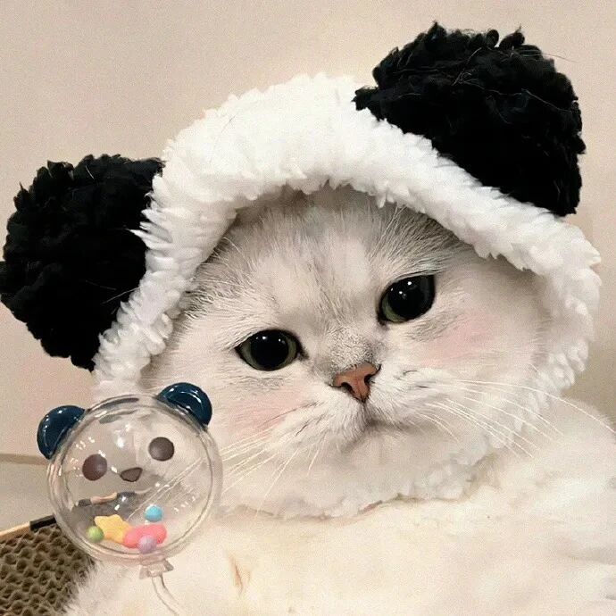 猫咪萌宠头像