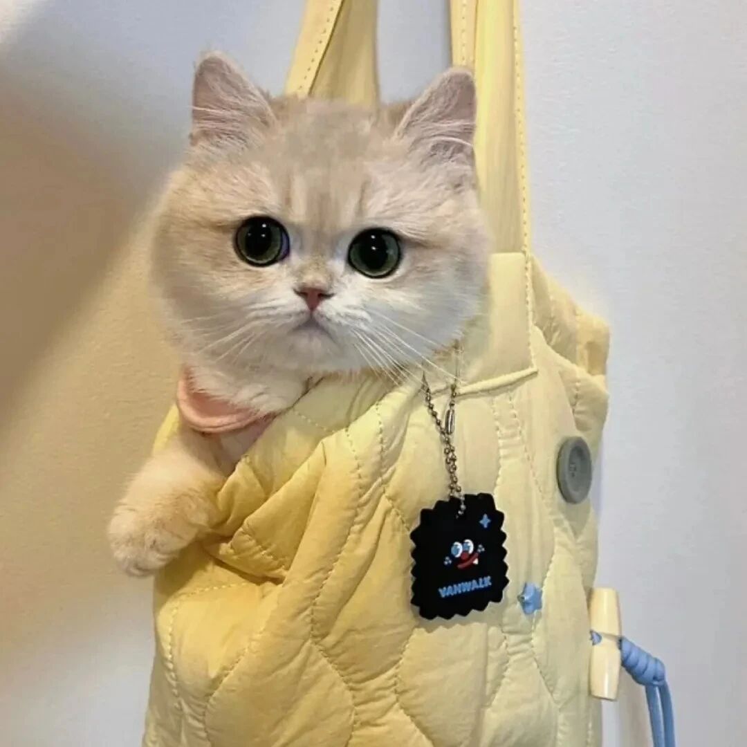 可爱猫咪萌宠头像