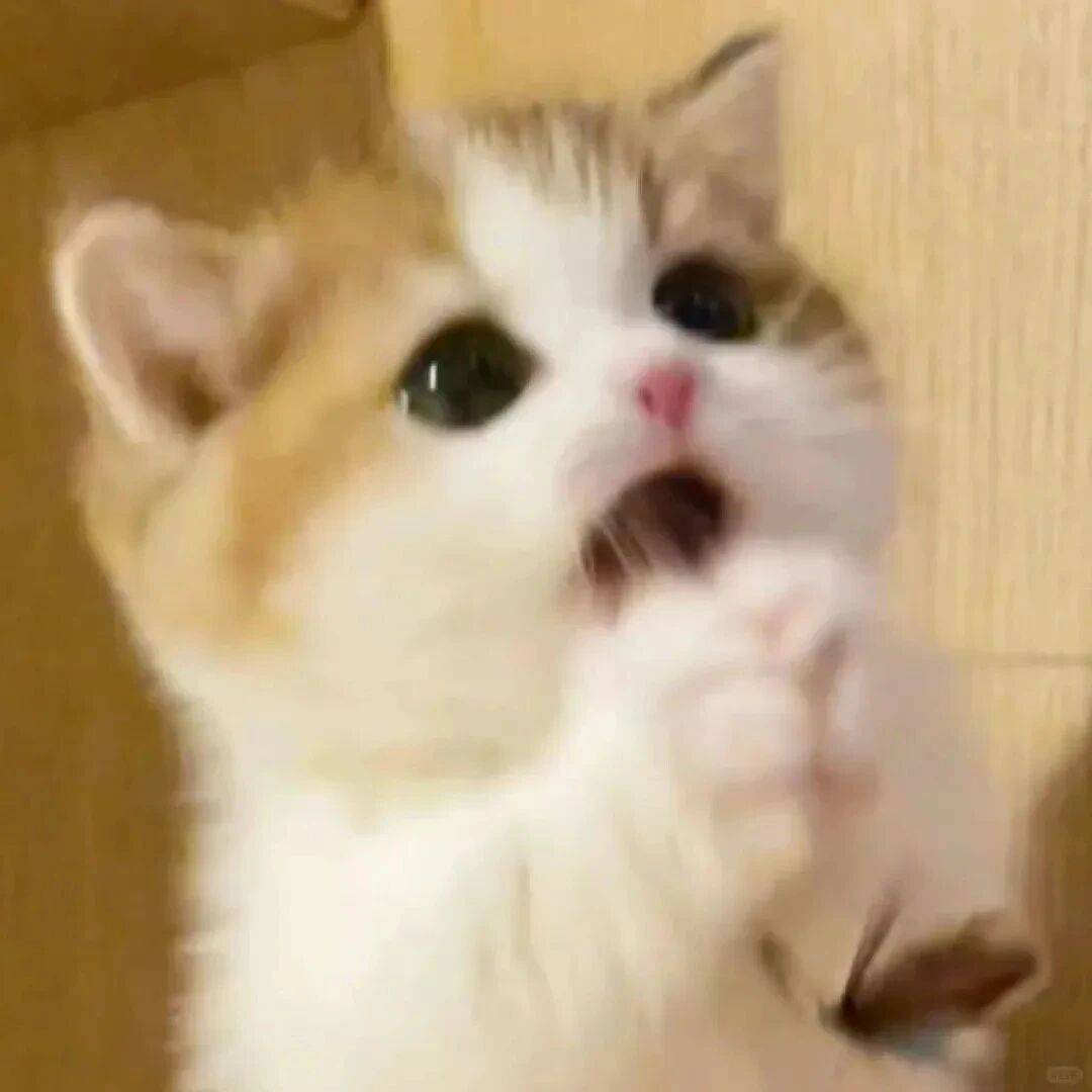 可爱猫咪萌宠头像