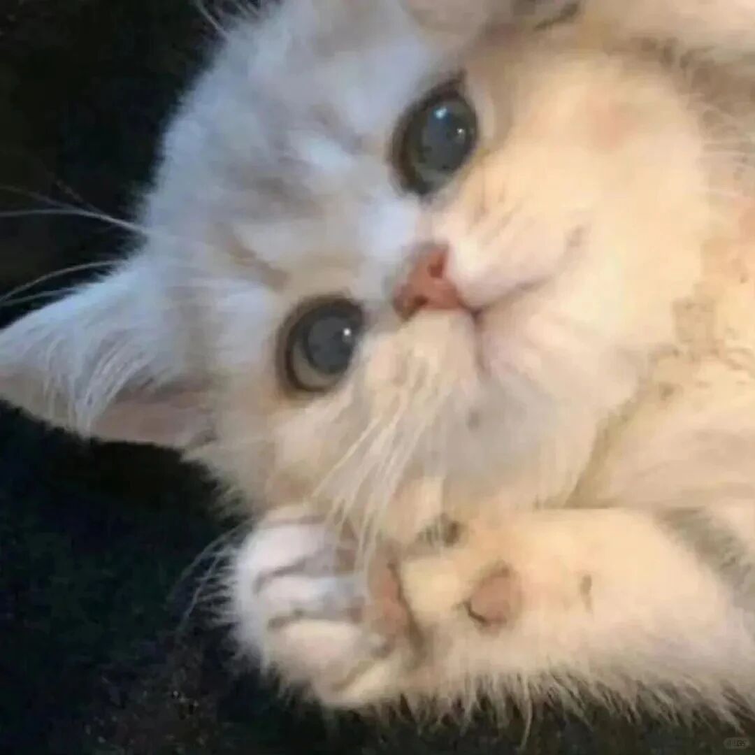 可爱猫咪萌宠头像