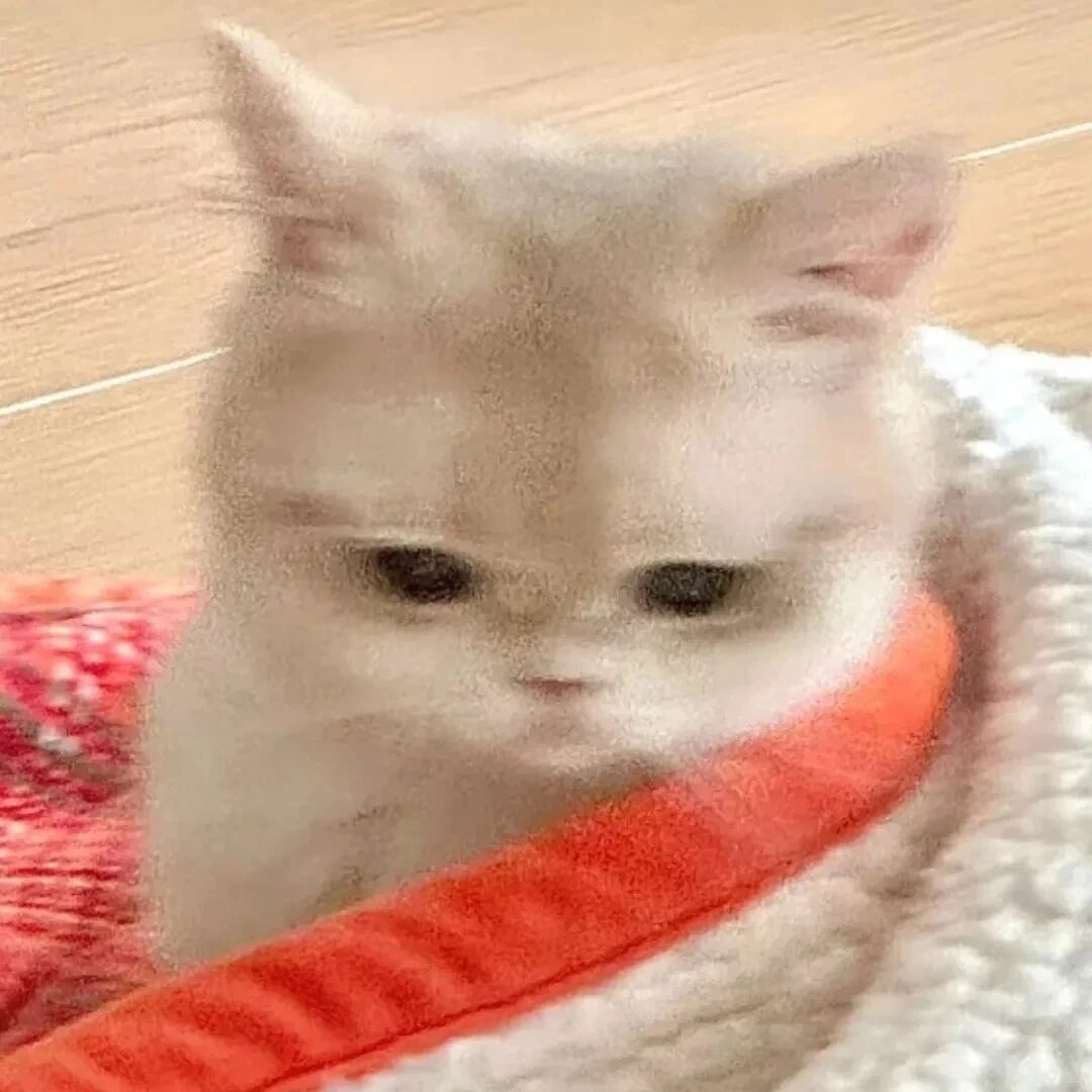 可爱猫咪萌宠头像