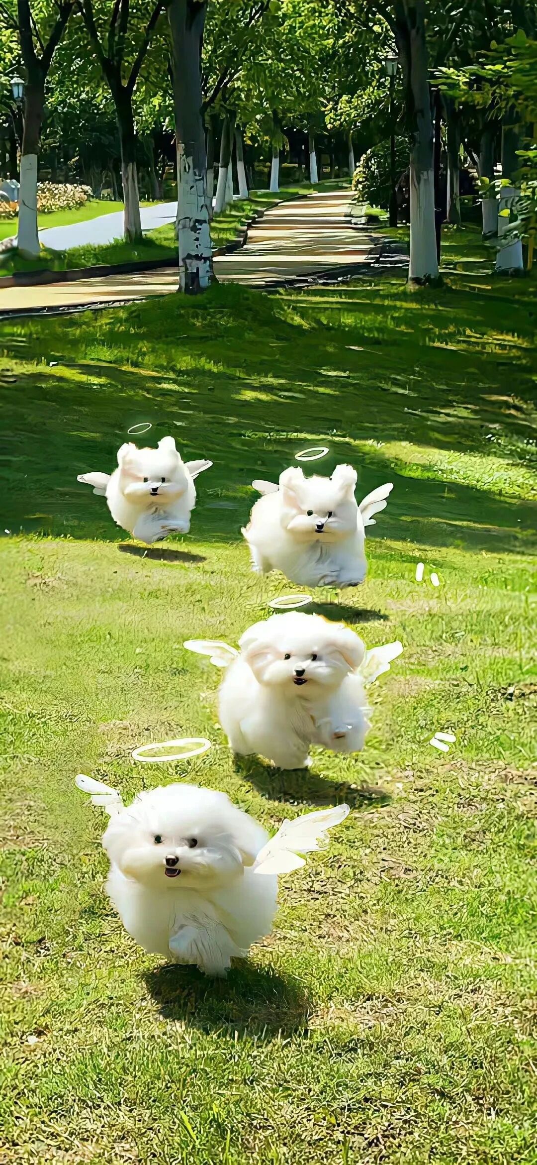 可爱狗狗萌宠壁纸