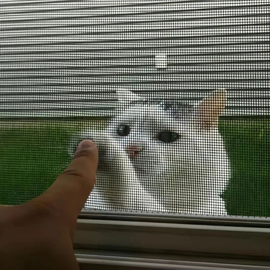 猫咪萌宠头像