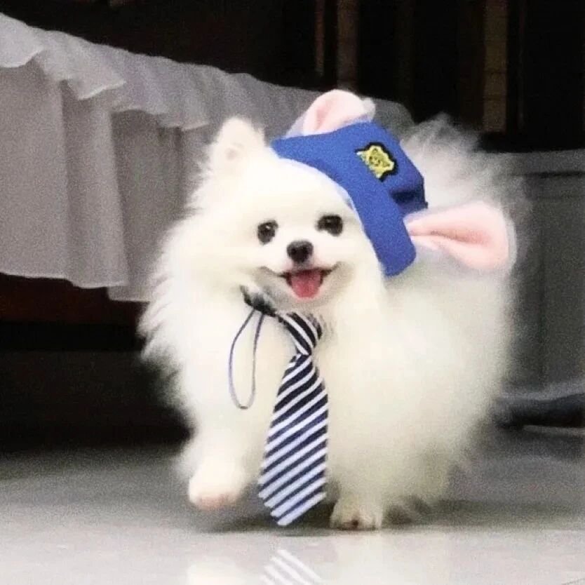 狗狗萌宠头像