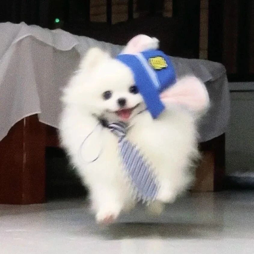 狗狗萌宠头像