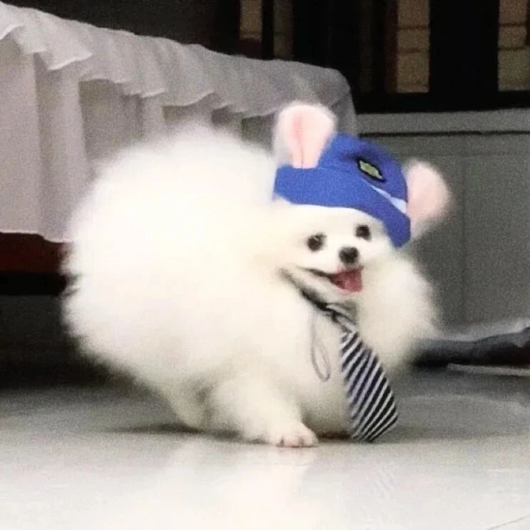 狗狗萌宠头像