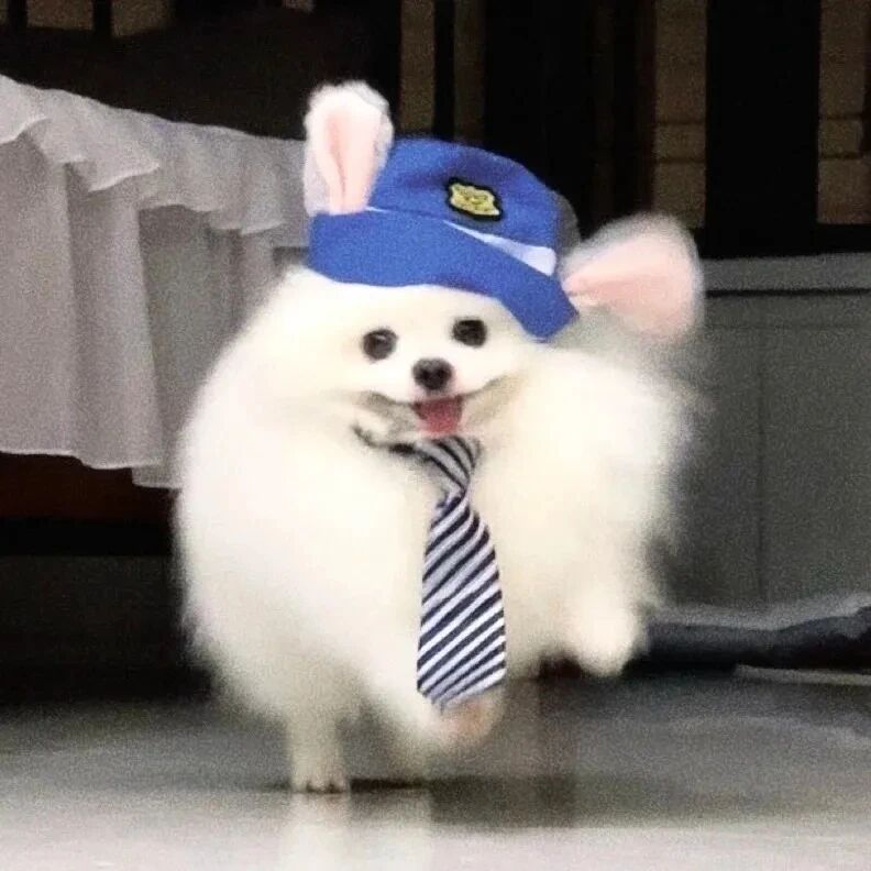 狗狗萌宠头像