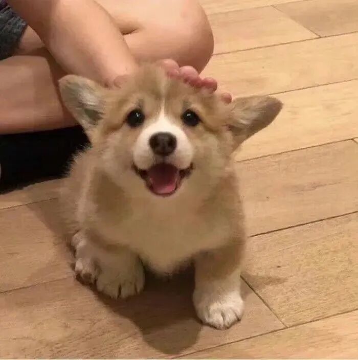 狗狗萌宠头像