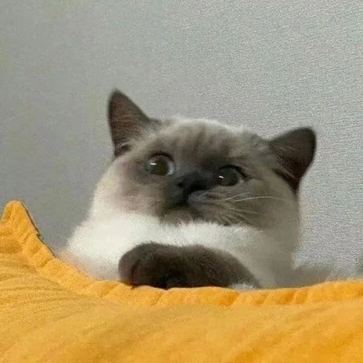 猫咪萌宠头像