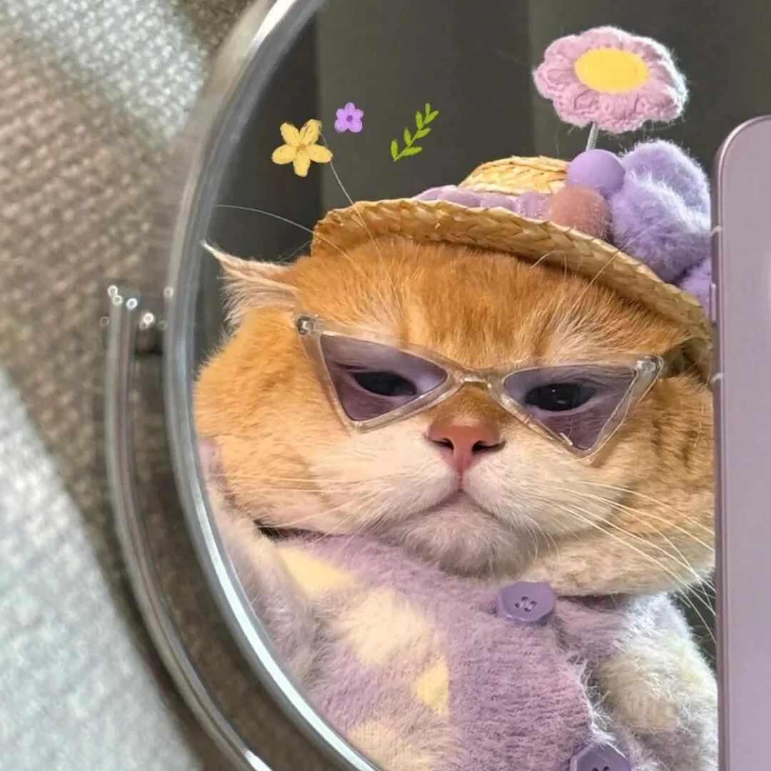 墨镜猫咪萌宠头像