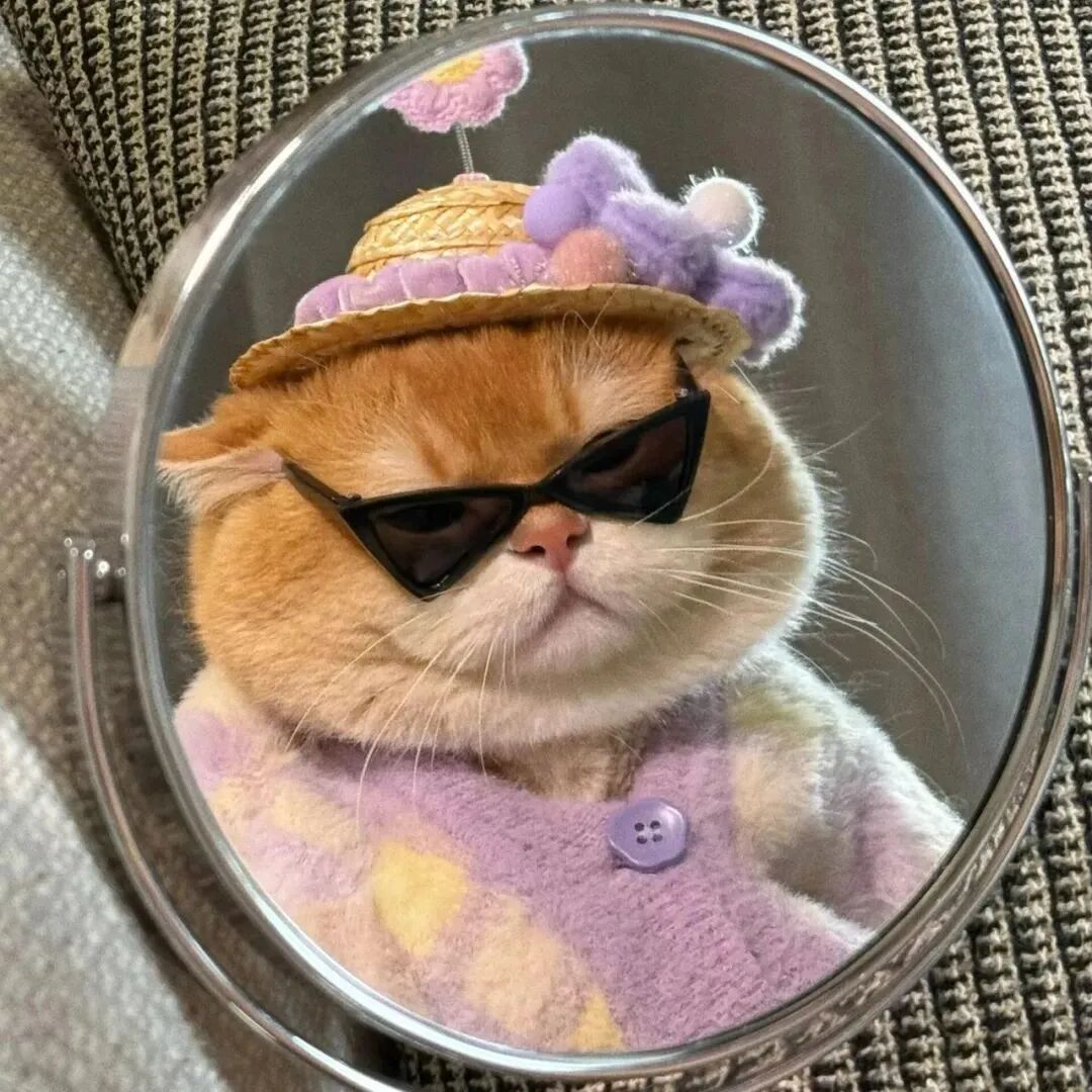 墨镜猫咪萌宠头像