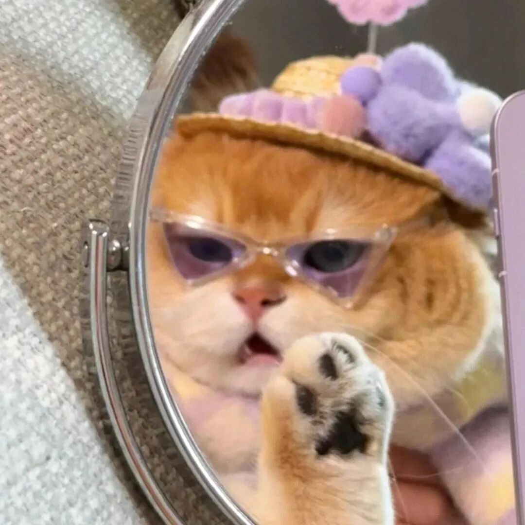 墨镜猫咪萌宠头像