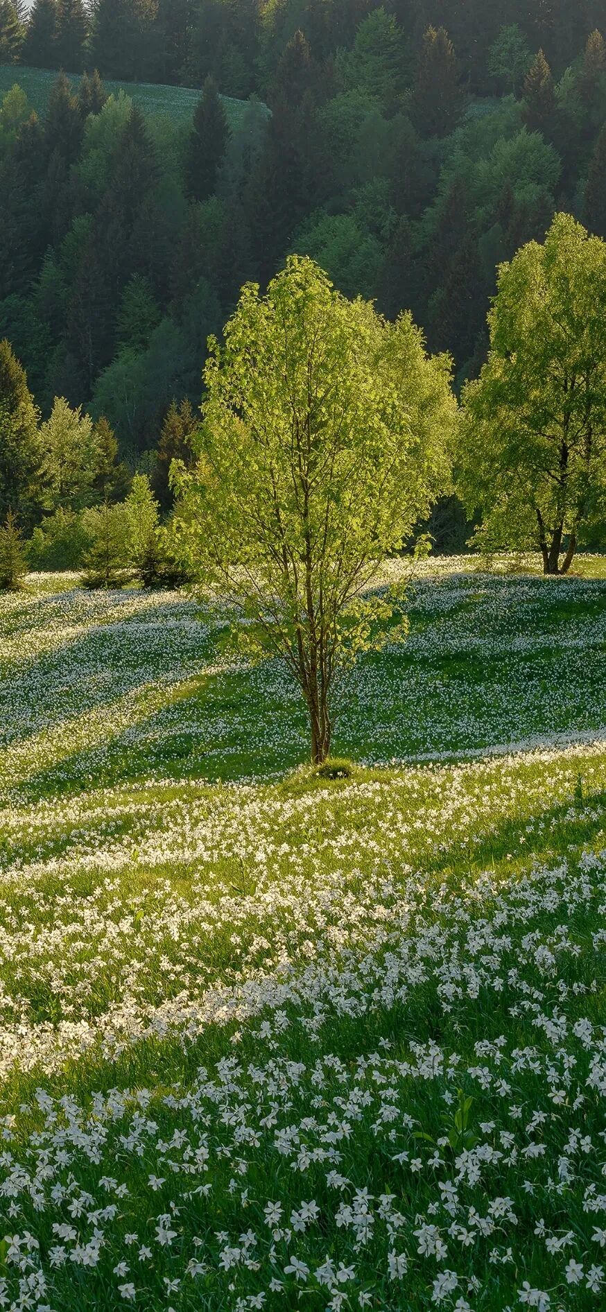 风景