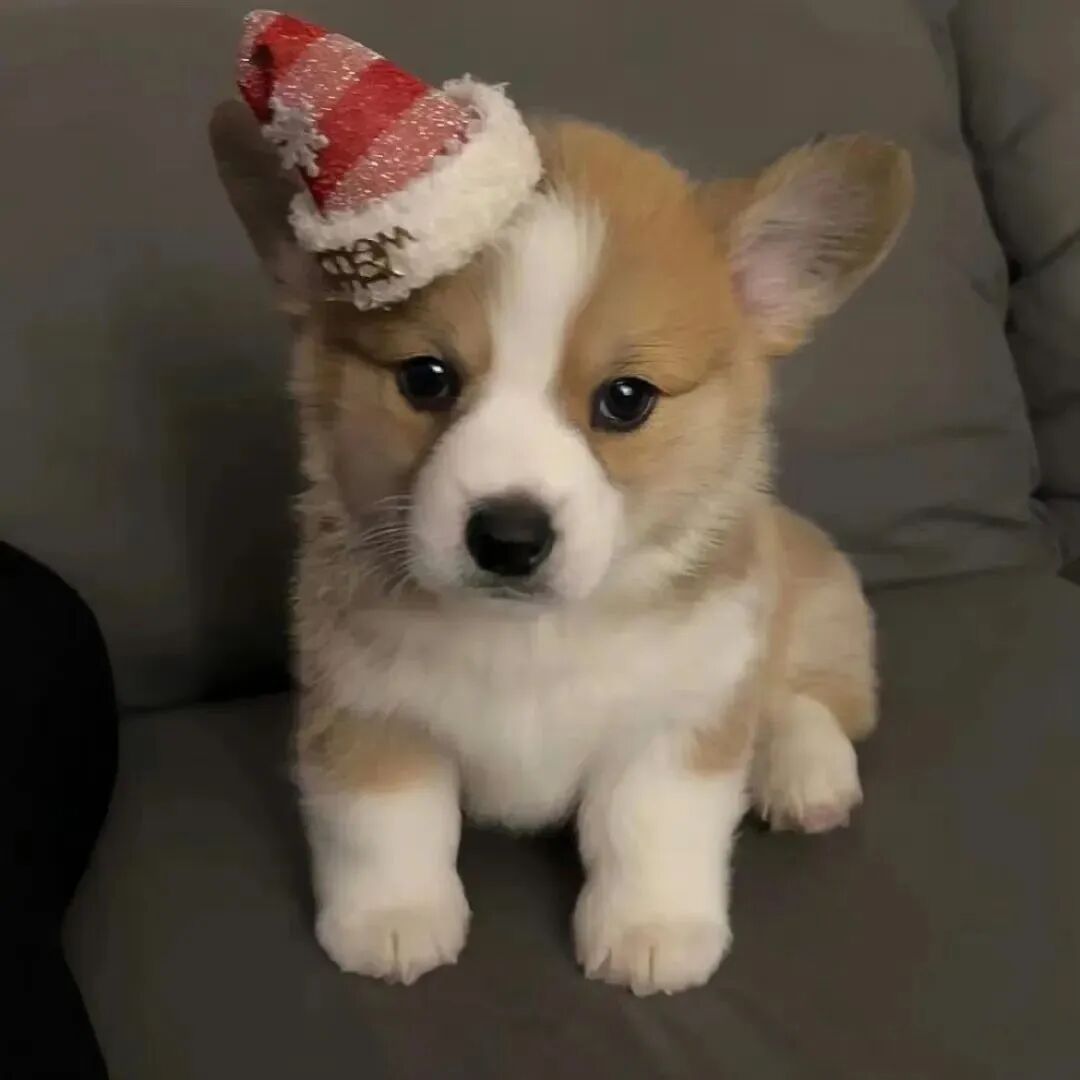 狗狗萌宠头像