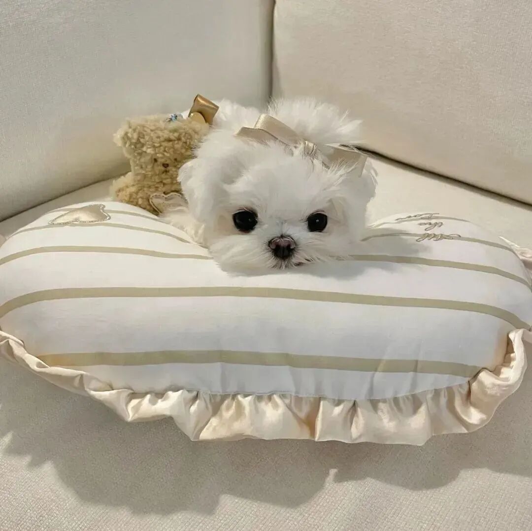 狗狗萌宠头像