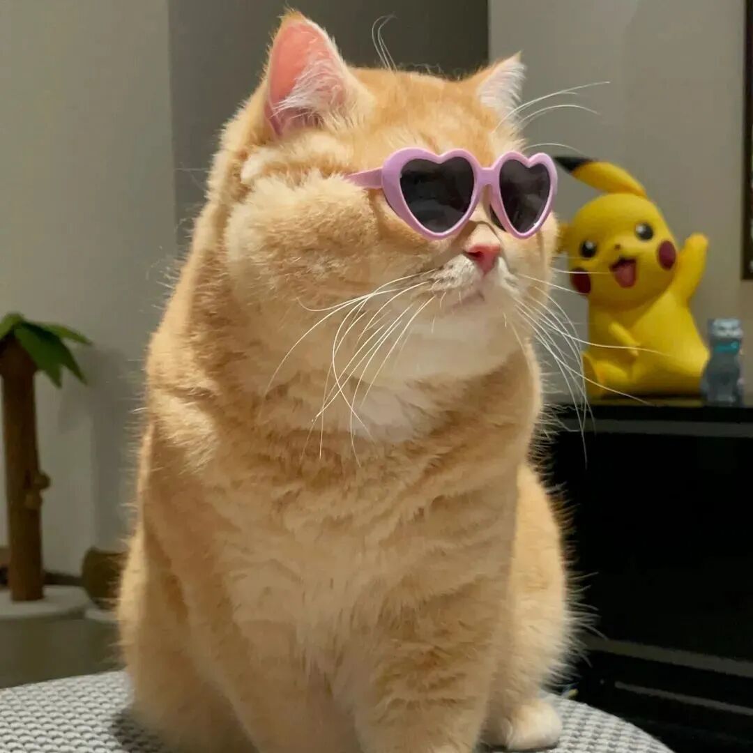 猫咪头像萌宠头像