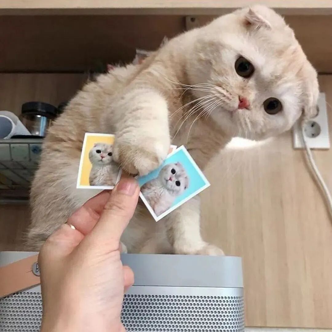 猫咪头像可爱头像萌宠头像