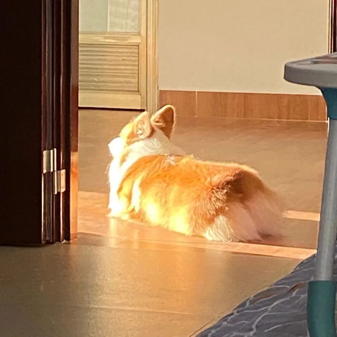 狗狗头像萌宠头像柯基头像