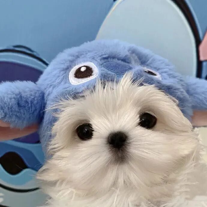 狗狗头像可爱头像萌宠头像
