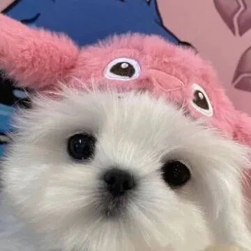 狗狗头像可爱头像萌宠头像