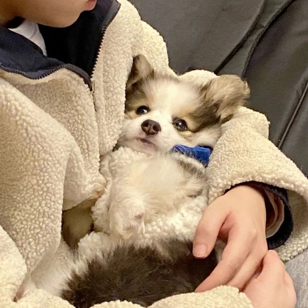狗狗头像萌宠头像柯基头像