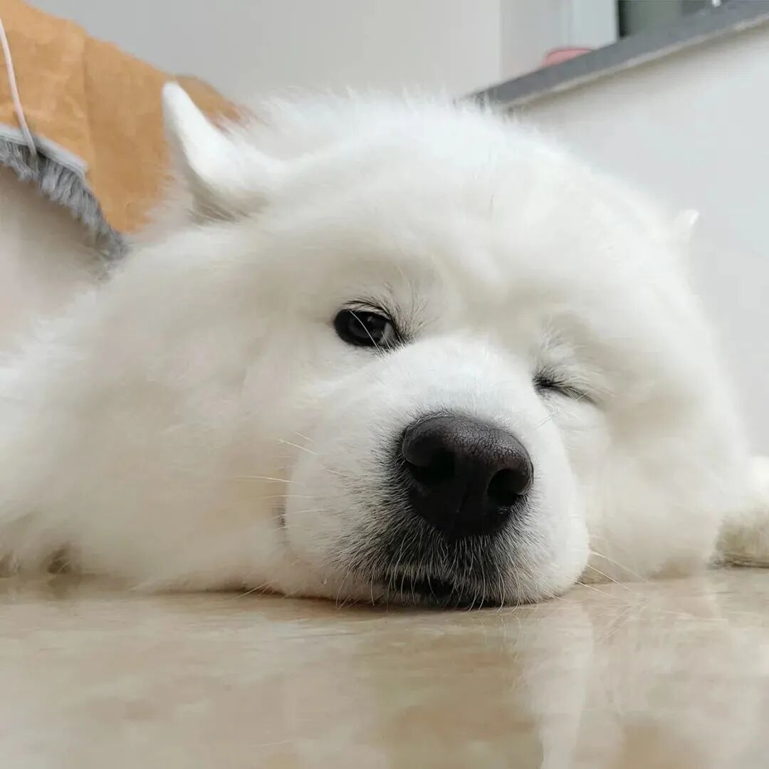 狗狗头像萌宠头像
