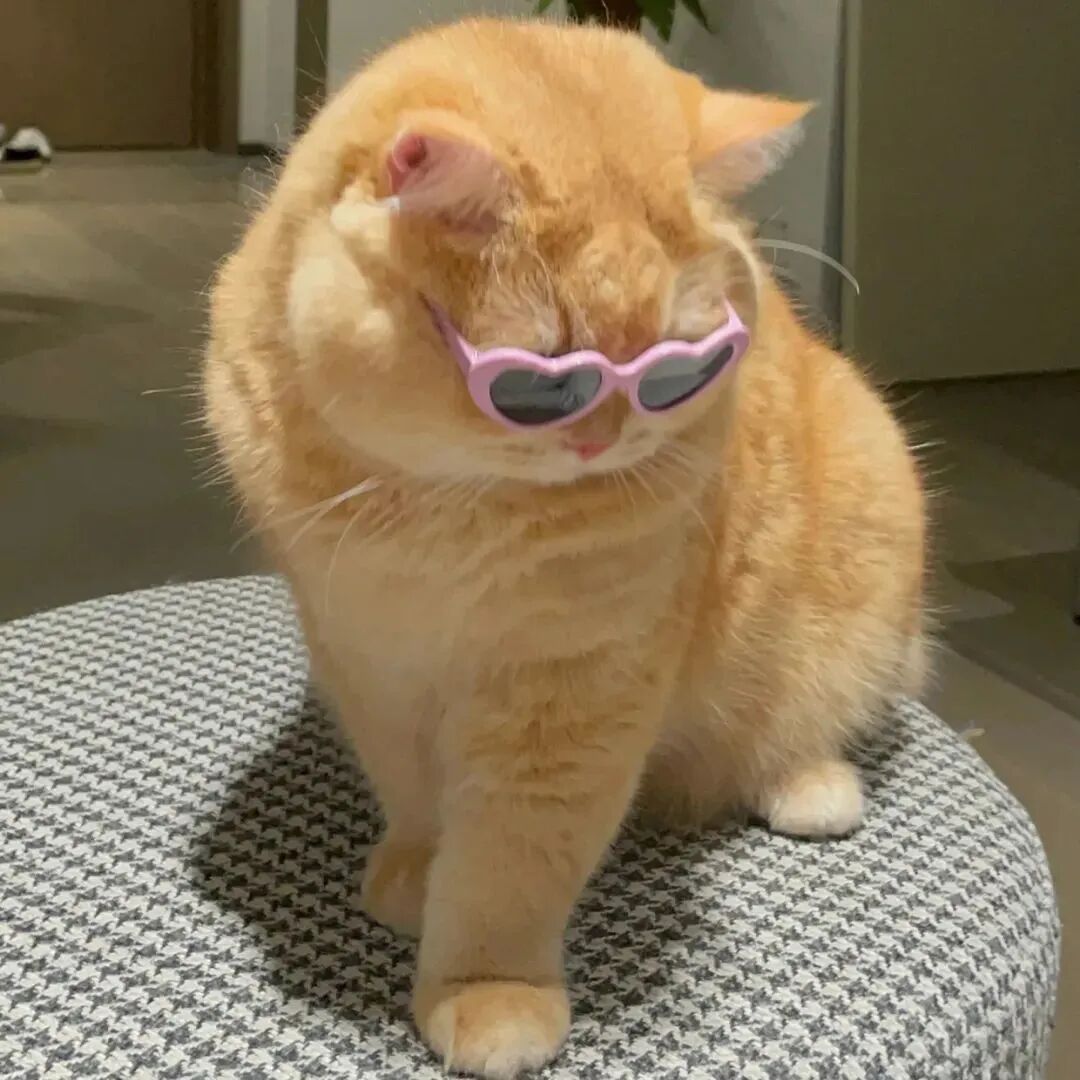 猫咪头像萌宠头像