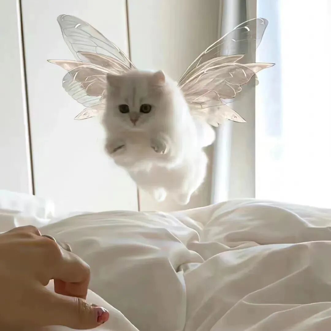 萌宠头像猫咪头像唯美头像