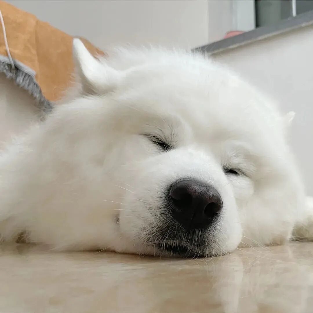 狗狗头像萌宠头像