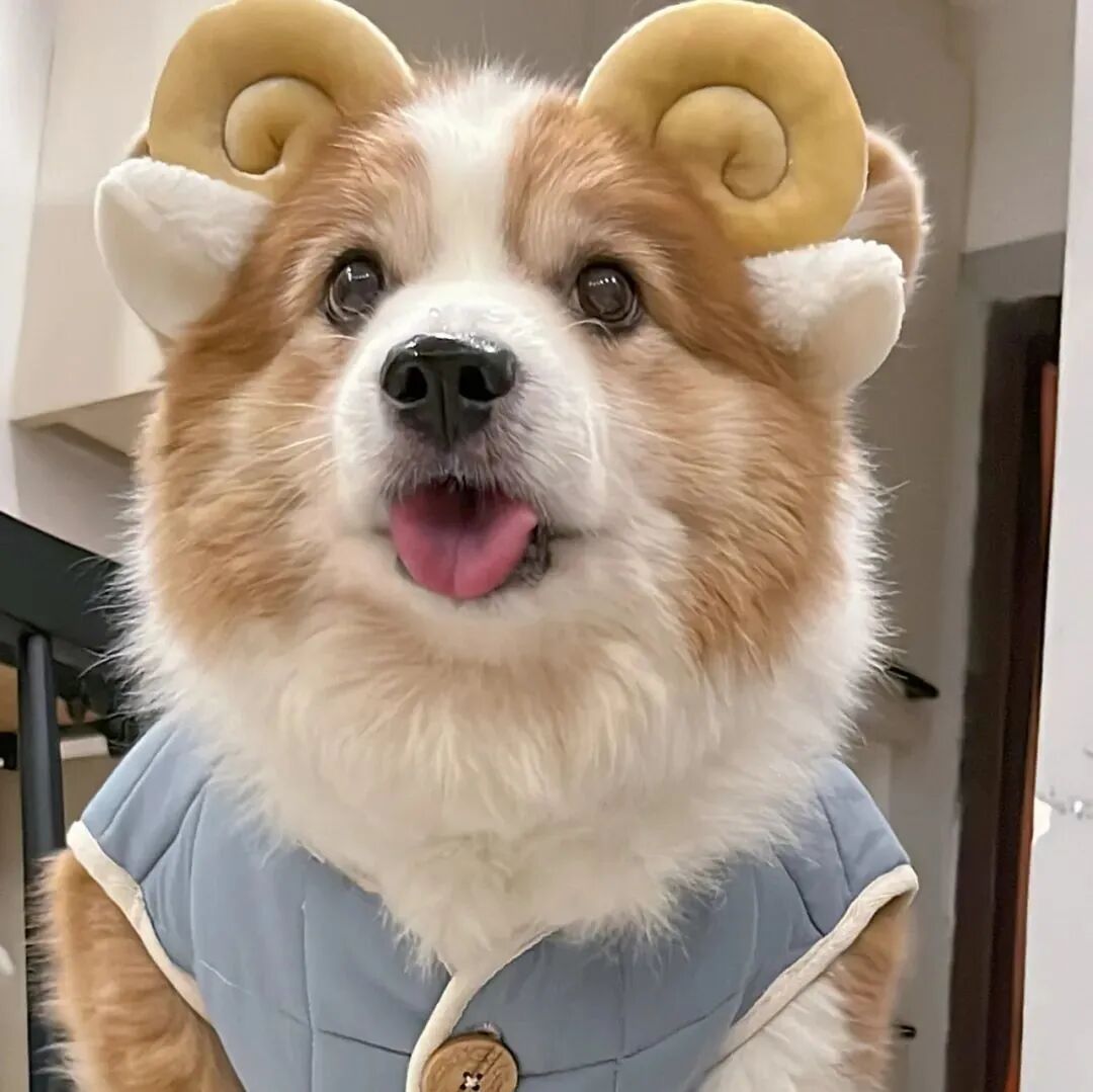 狗狗头像萌宠头像柯基头像