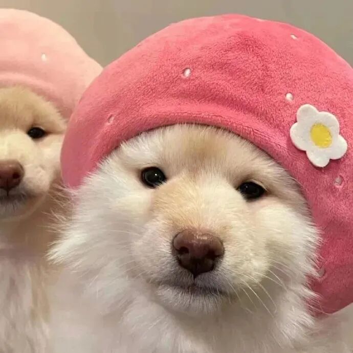 狗狗头像可爱头像萌宠头像