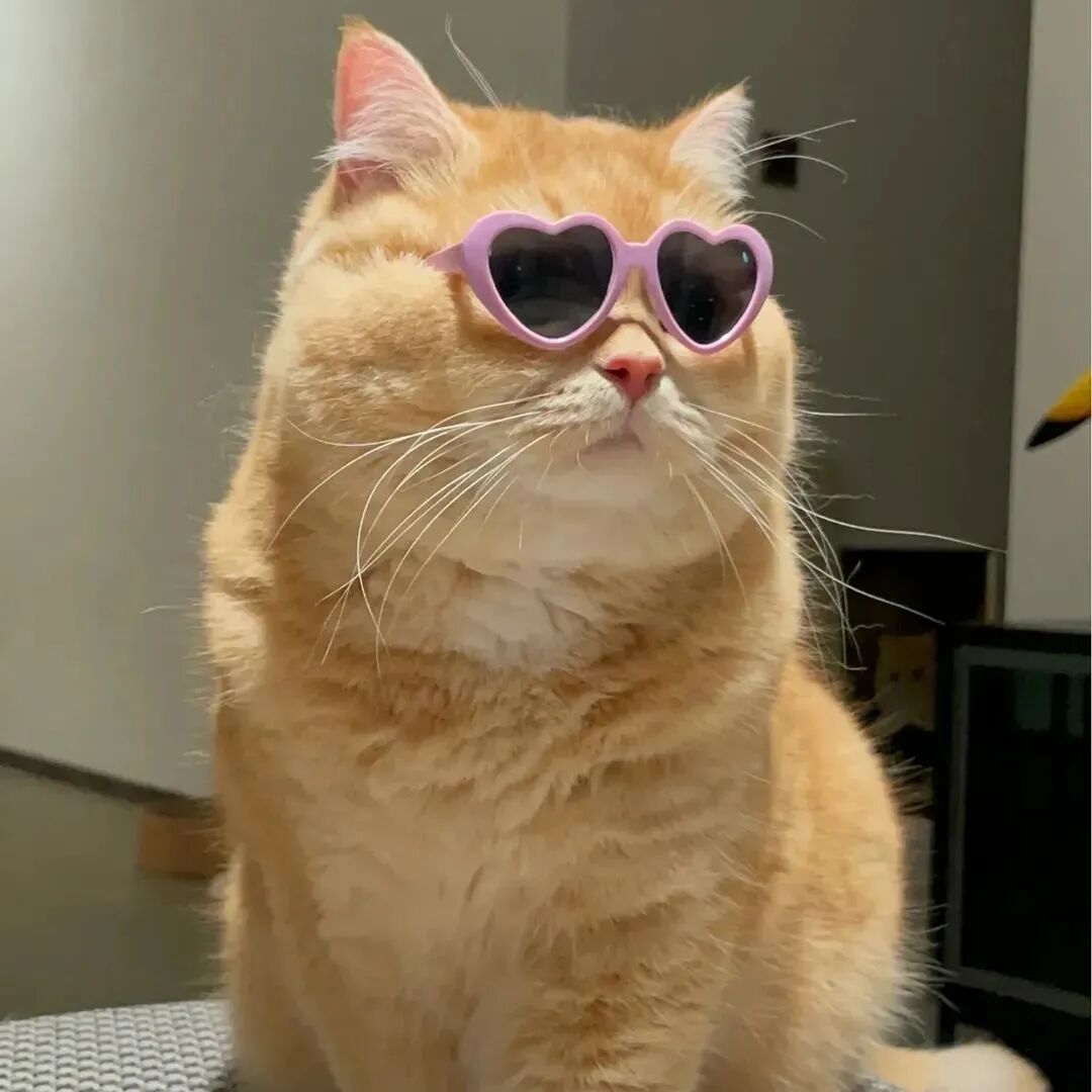 猫咪头像萌宠头像