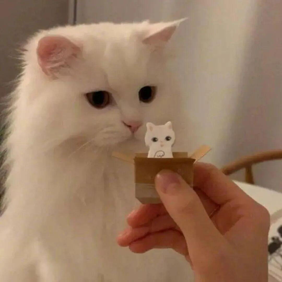 猫咪头像可爱头像萌宠头像