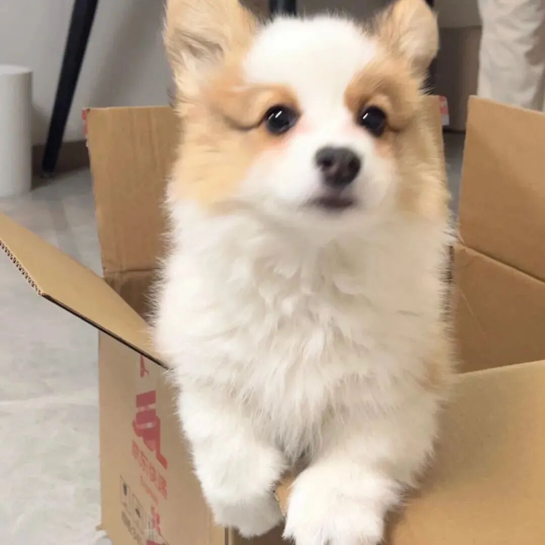 狗狗头像萌宠头像柯基头像