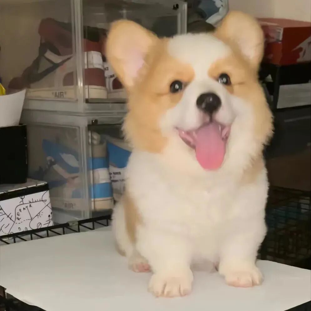 狗狗头像萌宠头像柯基头像