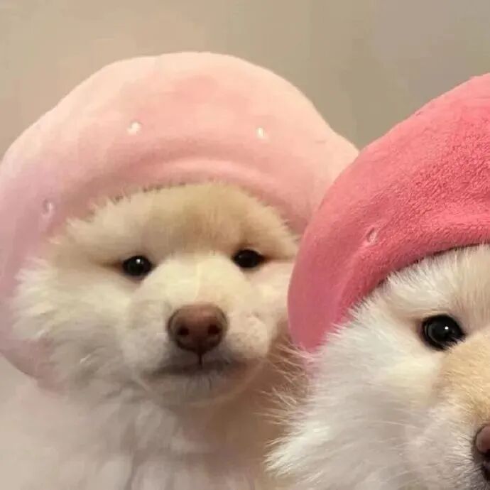狗狗头像可爱头像萌宠头像