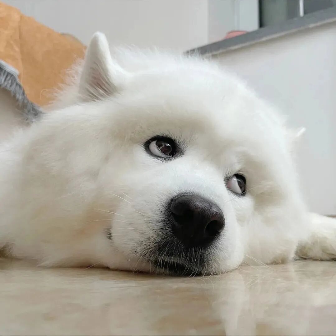 狗狗头像萌宠头像