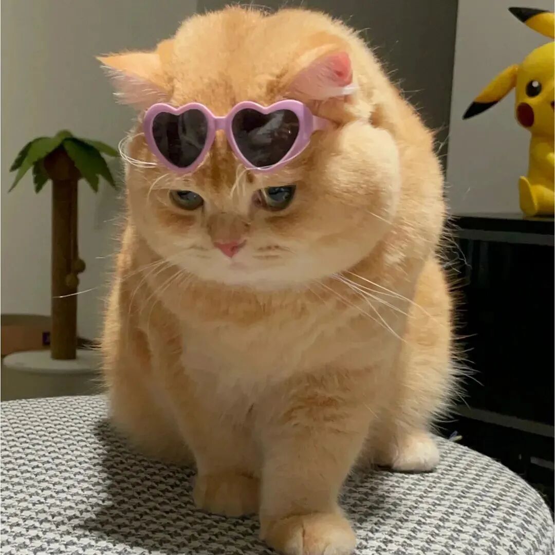 猫咪头像萌宠头像