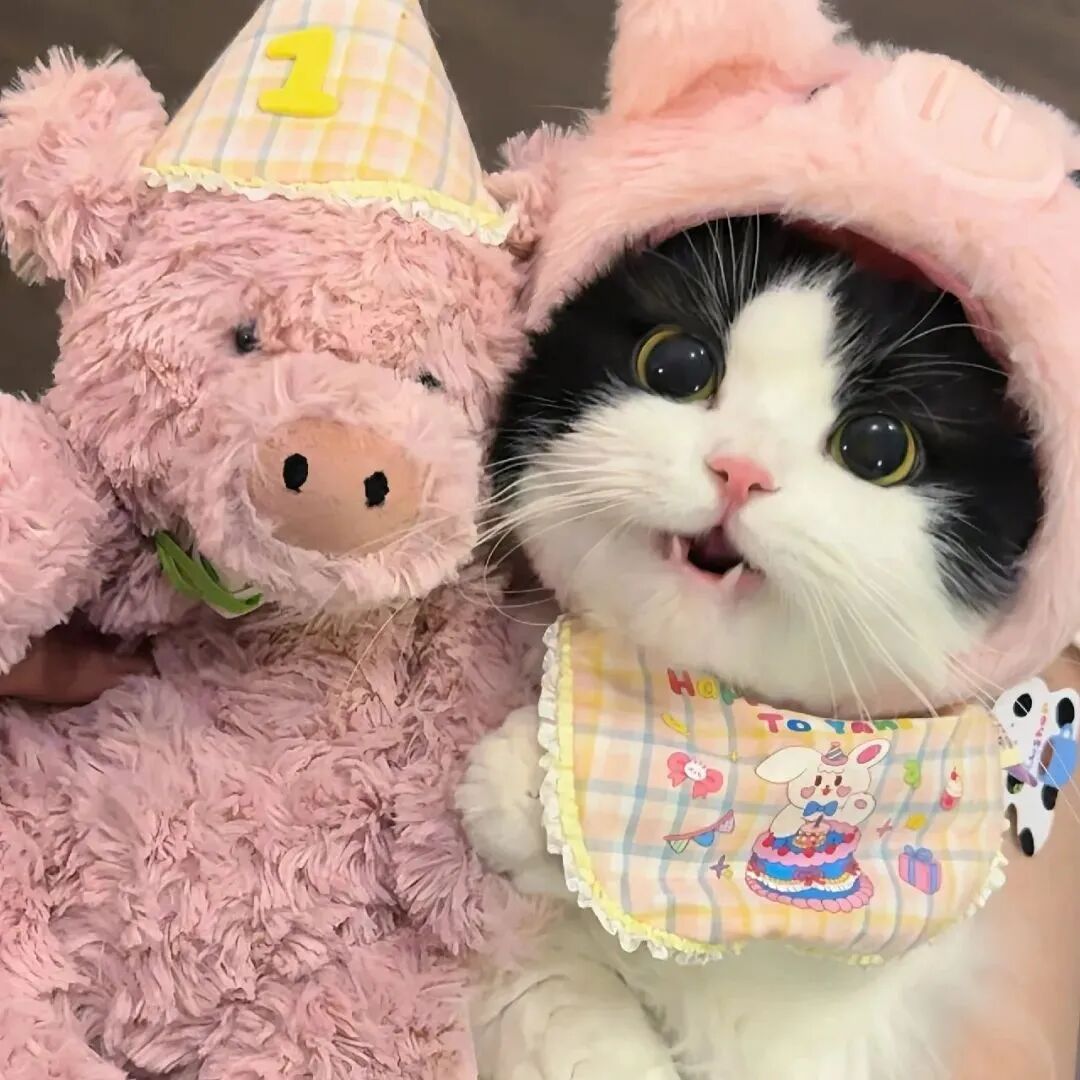 可爱玩偶猫咪萌宠头像