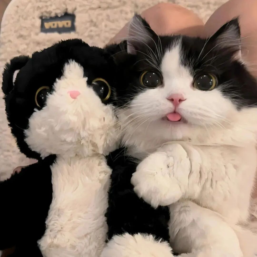 可爱玩偶猫咪萌宠头像