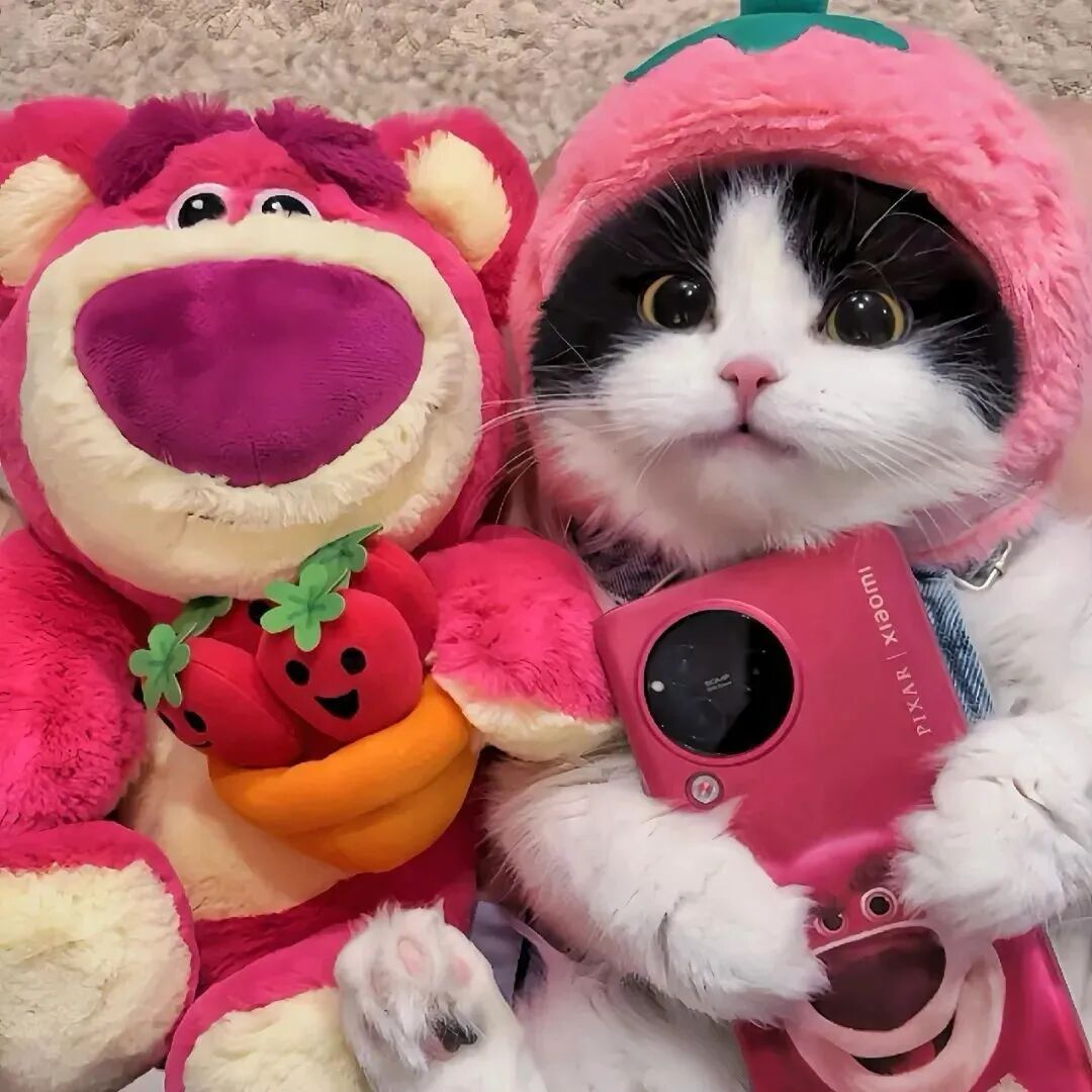可爱草莓熊猫咪萌宠头像