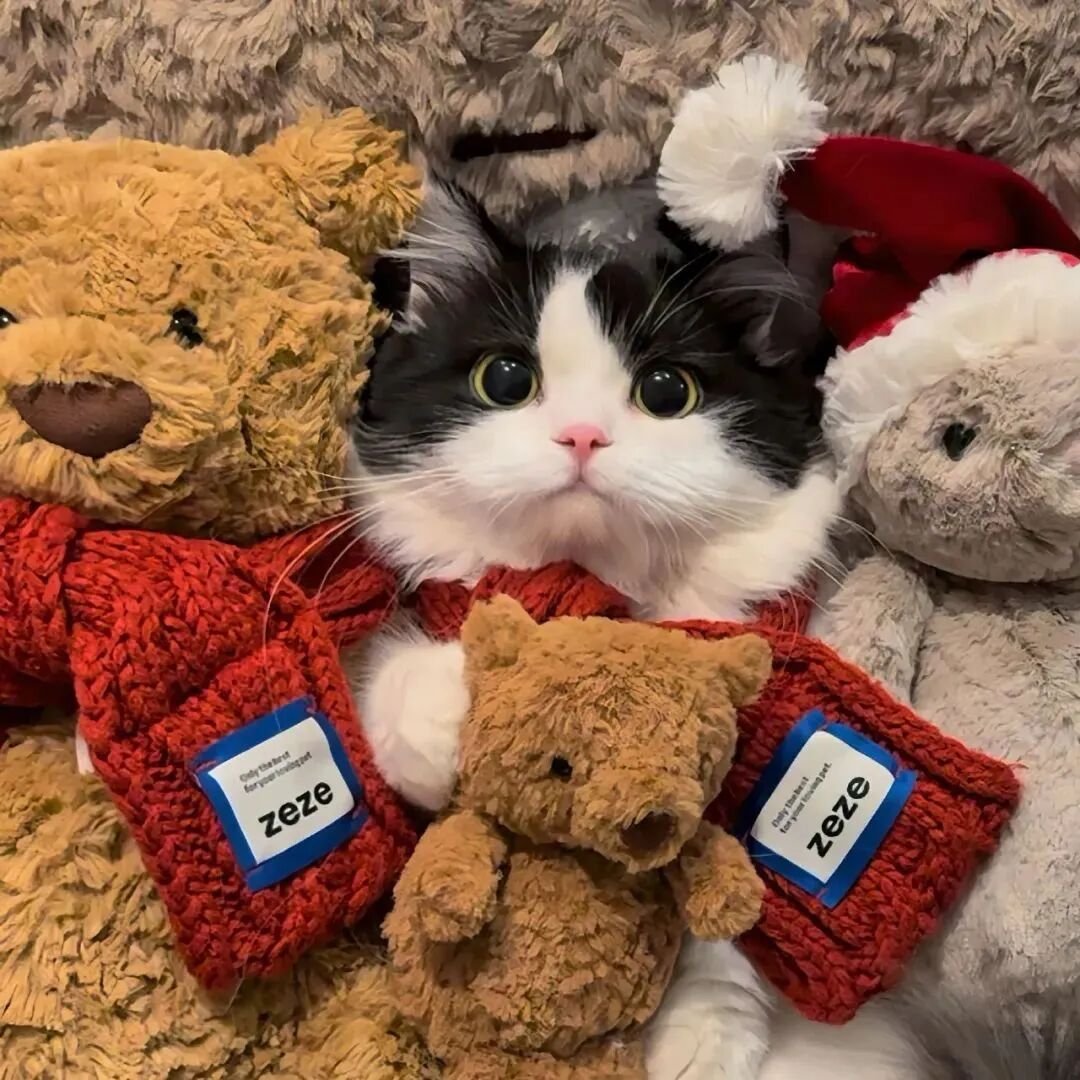可爱玩偶猫咪萌宠头像