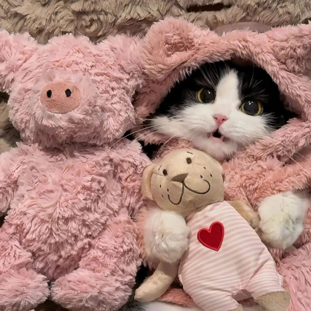 可爱玩偶猫咪萌宠头像