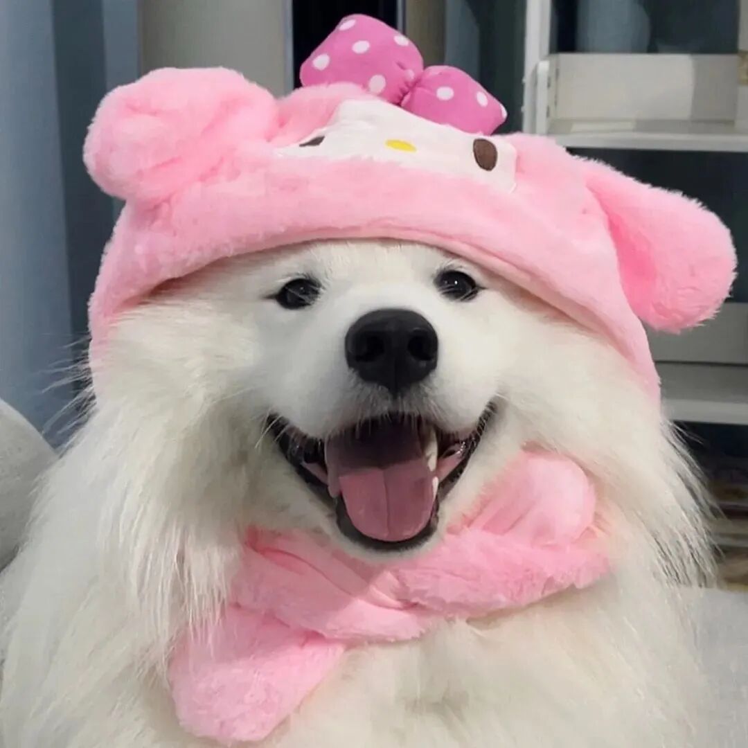 戴帽子狗狗萌宠头像