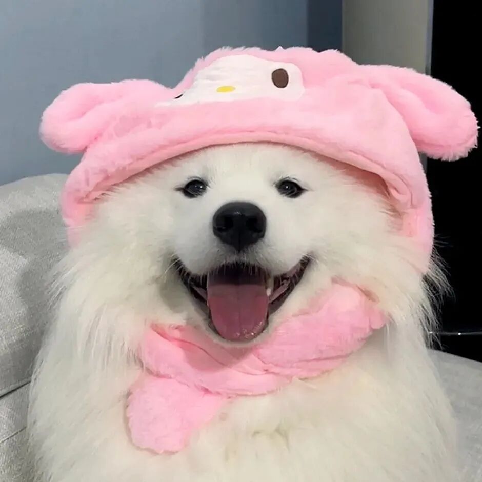 戴帽子狗狗萌宠头像