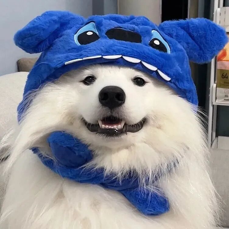 戴帽子狗狗萌宠头像