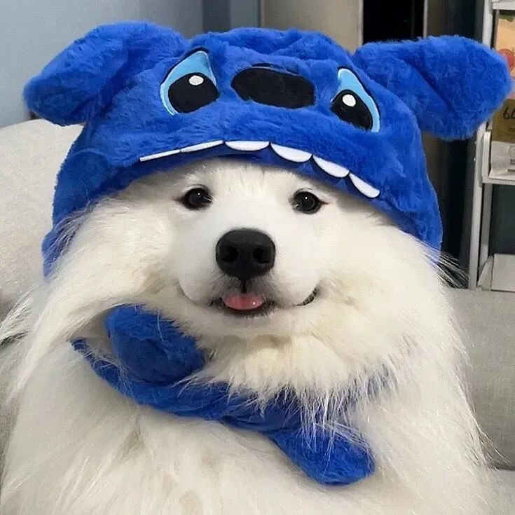 戴帽子狗狗萌宠头像