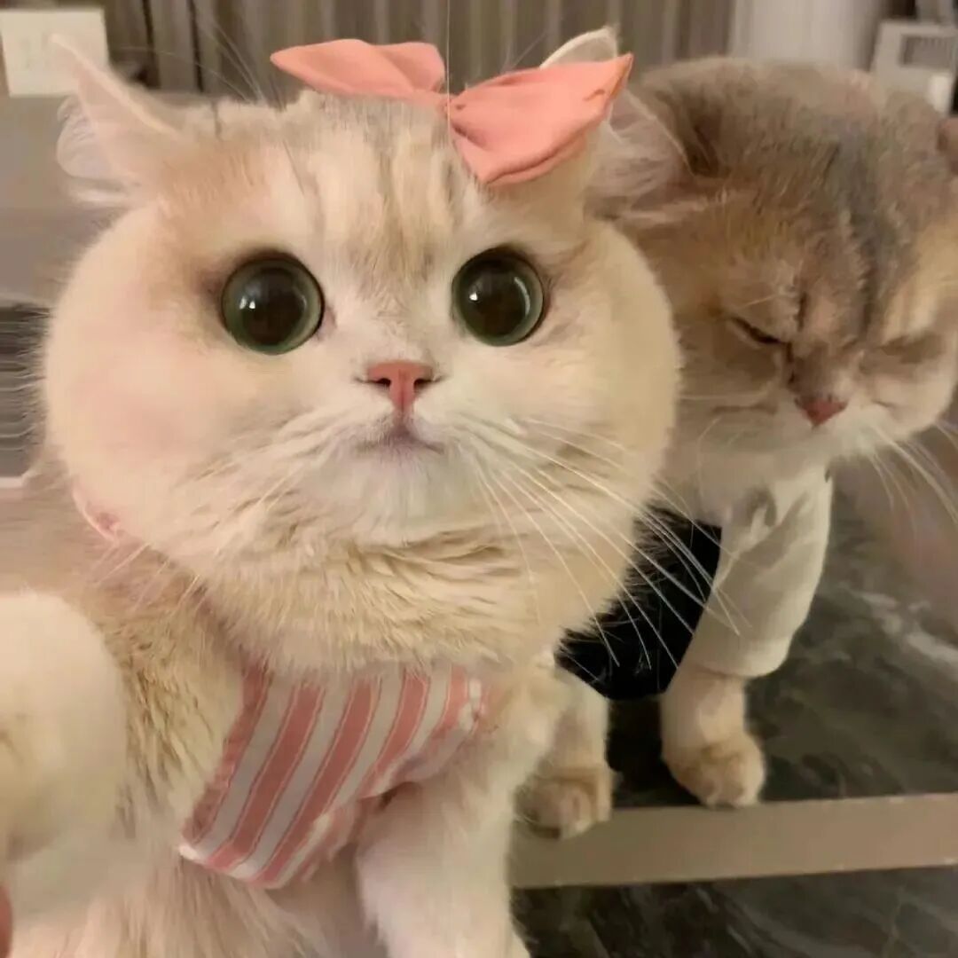 catmaoytvgnmklqixi猫咪情侣头像