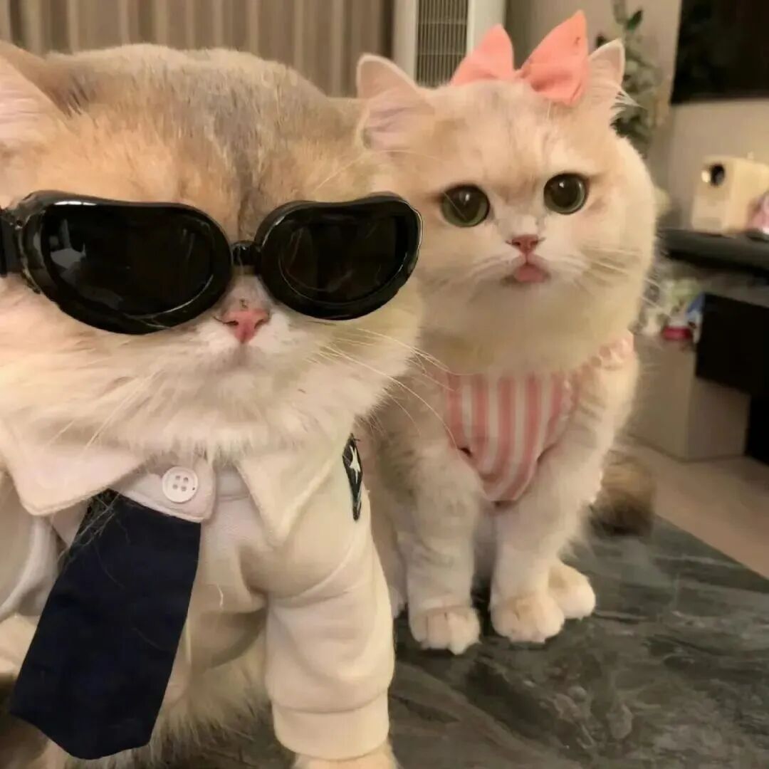 catmaoytvgnmklqixi猫咪情侣头像