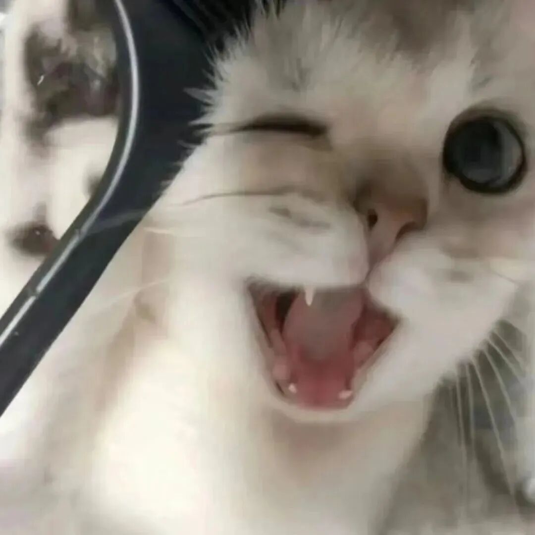 猫咪萌宠头像